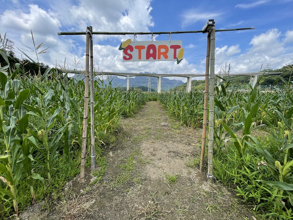 とうもろこし迷路 ミョウギノツチ農園