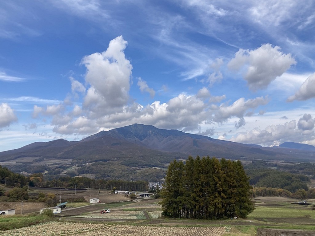 嬬恋の丘(カラマツの丘)